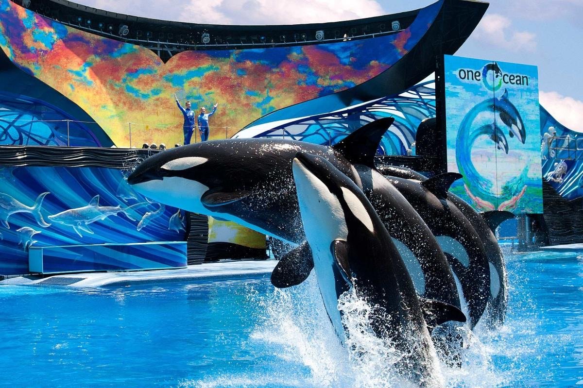 Show de orcas One Ocean en SeaWorld Orlando